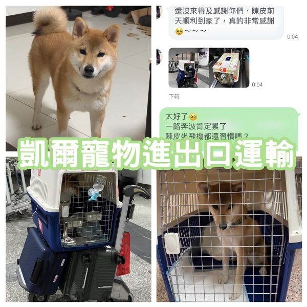 2025/07/14『中國』柴犬狗狗陳皮台灣飛中國~~~~